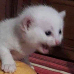 Meet your Posher, Emma